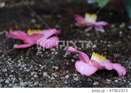 冬から春にかけて咲く花 冬から春にかけて咲く花 97902023