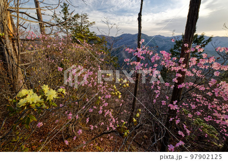 アカヤシオツツジ・ヒカゲツツジ咲く西上州・笠丸山山頂 97902125