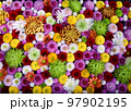 栃木市　とちぎ花センターの花手水 97902195