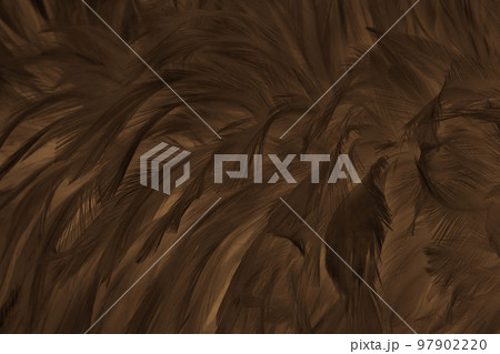 Beautiful dark brown bird feathers pattern texture background. Beautiful dark brown bird feathers pattern texture background. 97902220
