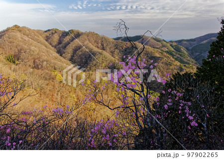 西上州・笠丸山のアカヤシオツツジと朝の山並み 97902265