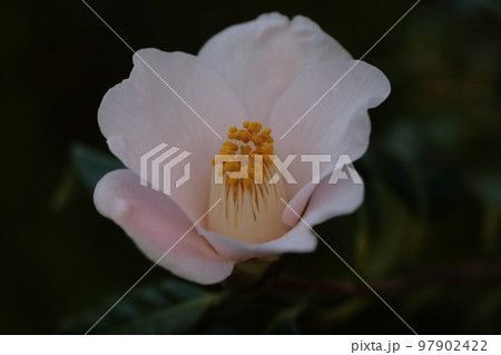 冬から春にかけて咲く花 97902422
