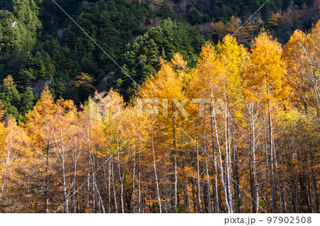 《長野県》秋の上高地・紅葉のカラ松 97902508