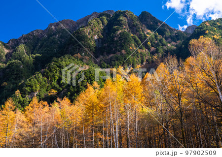 《長野県》秋の上高地・紅葉のカラ松 97902509