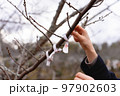 おみくじを木に付ける女性 97902603