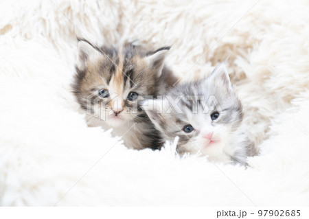フカフカのベッドに入った2匹のメインクーンの子猫 フカフカのベッドに入った2匹のメインクーンの子猫 97902685