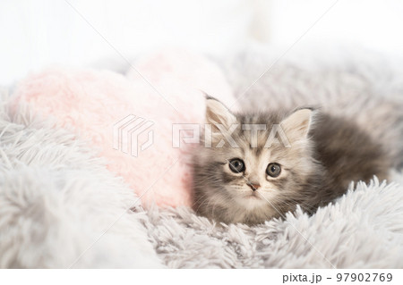 フカフカのベッドから顔を出したメインクーンの子猫 97902769