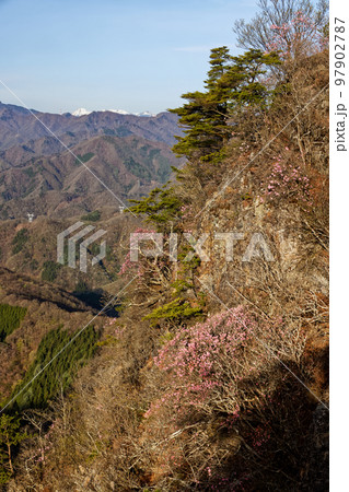 西上州・笠丸山のアカヤシオツツジ咲くが岩壁と八ヶ岳遠望 97902787