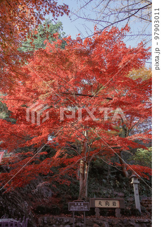 唐澤山神社の紅葉 97903011