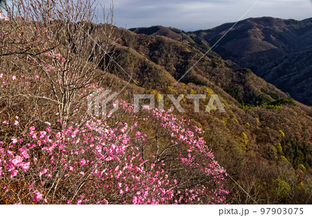 アカヤシオツツジ咲く西上州・笠丸山稜線と新緑の山並み アカヤシオツツジ咲く西上州・笠丸山稜線と新緑の山並み 97903075