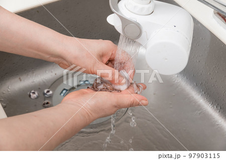 【ミドル主婦がスルメイカをさばく　ゲソを洗う】 97903115