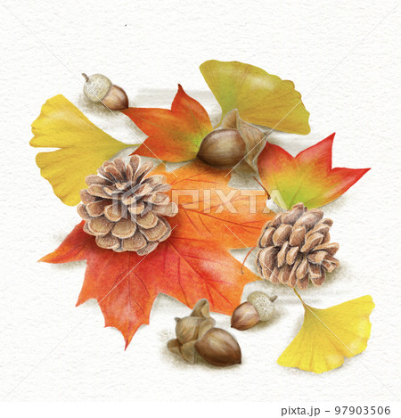 色鉛筆で描いたような紅葉した楓やイチョウの葉と松笠・どんぐりの秋の風景 97903506