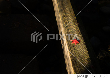 取り残されたもみじ 97904058