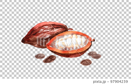 カカオの実とカカオ豆の水彩画 カカオの実とカカオ豆の水彩画 97904239