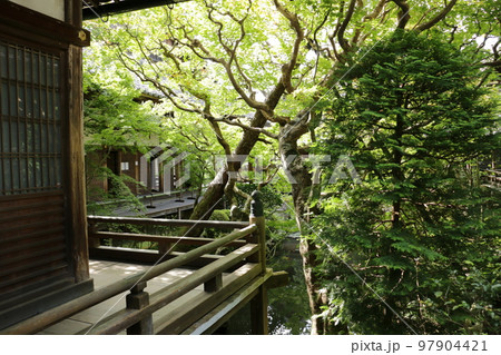 永観堂の伽藍をつなぐ回廊 永観堂の伽藍をつなぐ回廊 97904421