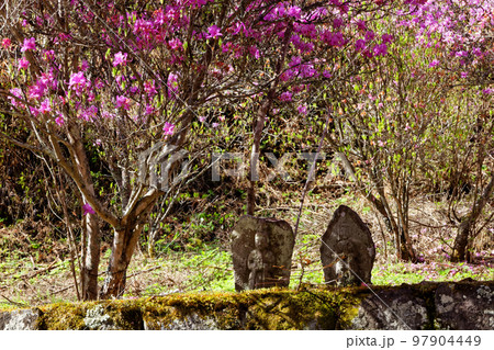 西上州・笠丸山登山口・住居附集落の石仏 97904449