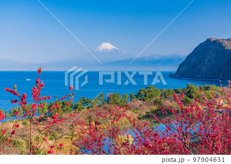 (静岡県)花桃咲く西伊豆井田・海越しの富士山 (静岡県)花桃咲く西伊豆井田・海越しの富士山 97904631