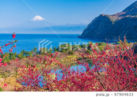 (静岡県)花桃咲く西伊豆井田・海越しの富士山 (静岡県)花桃咲く西伊豆井田・海越しの富士山 97904633