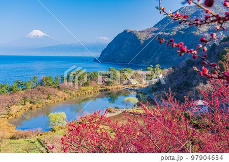 （静岡県）花桃咲く西伊豆井田・海越しの富士山 97904634