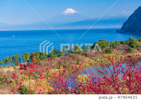 (静岡県)花桃咲く西伊豆井田・海越しの富士山 (静岡県)花桃咲く西伊豆井田・海越しの富士山 97904635