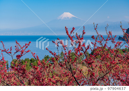 （静岡県）花桃咲く西伊豆井田・海越しの富士山 97904637