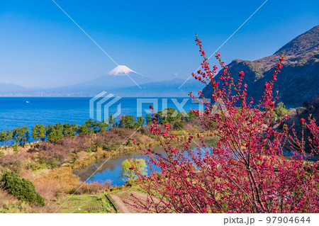 （静岡県）花桃咲く西伊豆井田・海越しの富士山 97904644