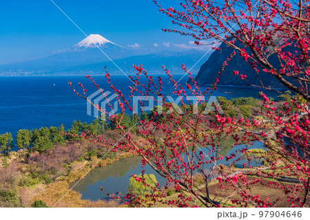 （静岡県）花桃咲く西伊豆井田・海越しの富士山 97904646