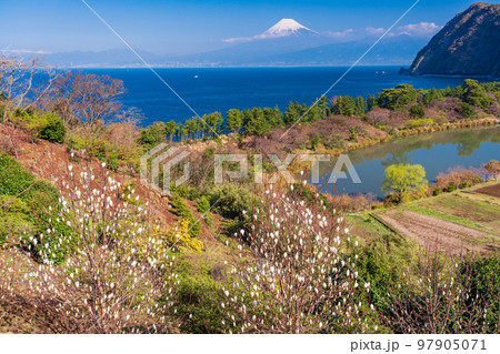 (静岡県)ハクモクレン(白木蓮)咲く西伊豆井田 海越しの富士山 (静岡県)ハクモクレン(白木蓮)咲く西伊豆井田 海越しの富士山 97905071