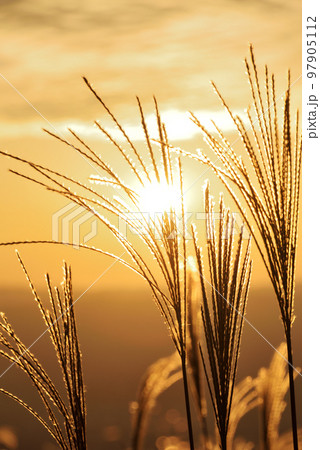 秋の夕陽に煌めくススキ 秋の夕陽に煌めくススキ 97905112