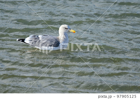 水面に浮かぶセグロカモメ 97905125