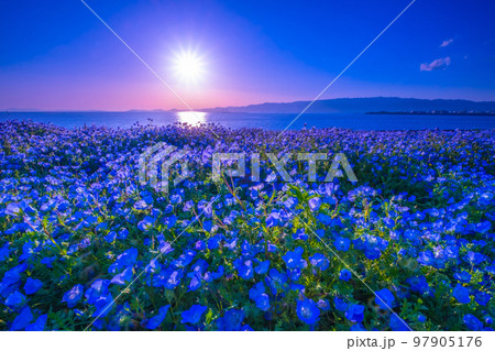 大阪舞洲シーサイドパークのネモフィラと太陽 97905176