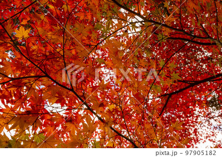 成田山公園紅葉まつり 成田山公園紅葉まつり 97905182