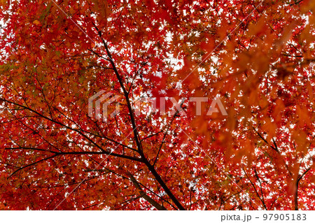 成田山公園紅葉まつり 成田山公園紅葉まつり 97905183