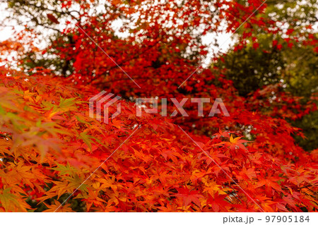 成田山公園紅葉まつり 成田山公園紅葉まつり 97905184