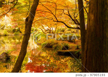 逆さ紅葉 成田山公園紅葉まつり 逆さ紅葉 成田山公園紅葉まつり 97905193