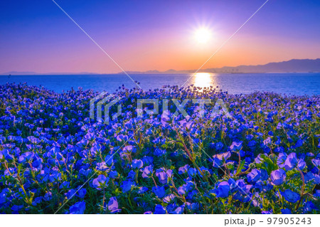 大阪舞洲シーサイドパークのネモフィラと夕陽 大阪舞洲シーサイドパークのネモフィラと夕陽 97905243
