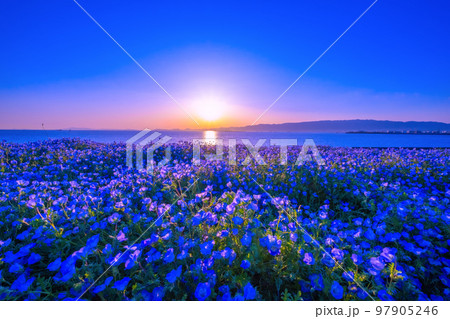 大阪舞洲シーサイドパークのネモフィラと夕陽 大阪舞洲シーサイドパークのネモフィラと夕陽 97905246