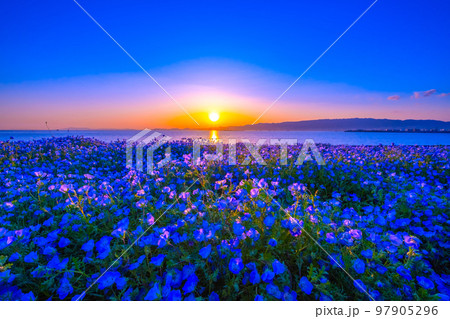 大阪舞洲シーサイドパークのネモフィラと夕陽 大阪舞洲シーサイドパークのネモフィラと夕陽 97905296