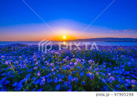 大阪舞洲シーサイドパークのネモフィラと夕陽 97905298