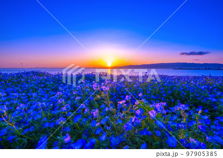 大阪舞洲シーサイドパークのネモフィラと夕陽 大阪舞洲シーサイドパークのネモフィラと夕陽 97905385