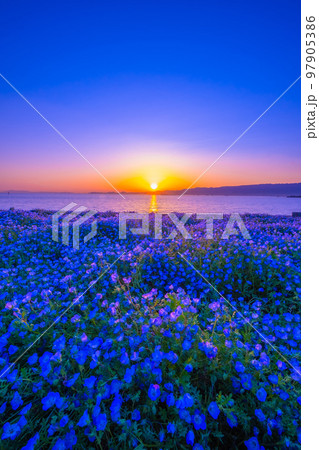大阪舞洲シーサイドパークのネモフィラと夕陽 97905386