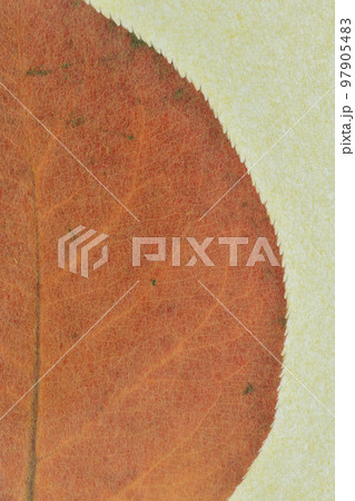 和紙と梨の紅葉の背景素材 和紙と梨の紅葉の背景素材 97905483