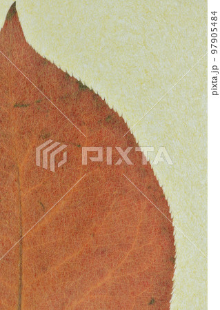 和紙と梨の紅葉の背景素材 97905484