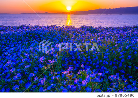 大阪舞洲シーサイドパークのネモフィラと夕陽 大阪舞洲シーサイドパークのネモフィラと夕陽 97905490