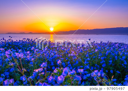大阪舞洲シーサイドパークのネモフィラと夕陽 97905497