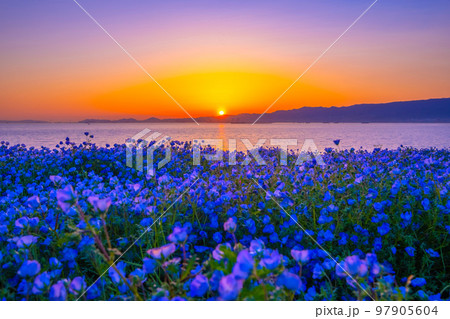 大阪舞洲シーサイドパークのネモフィラと夕陽 大阪舞洲シーサイドパークのネモフィラと夕陽 97905604