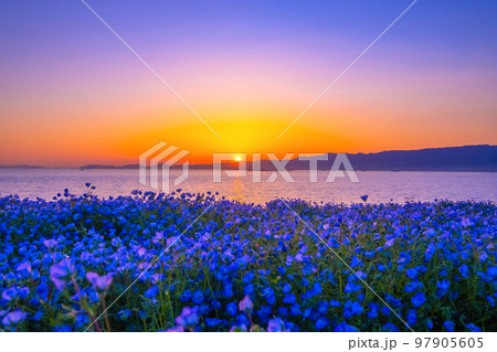 大阪舞洲シーサイドパークのネモフィラと夕陽 大阪舞洲シーサイドパークのネモフィラと夕陽 97905605