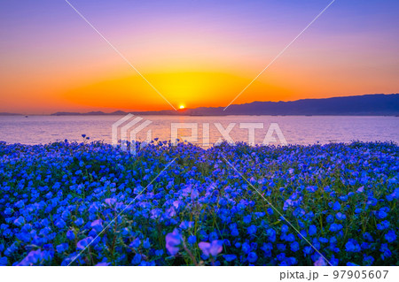 大阪舞洲シーサイドパークのネモフィラと夕陽 大阪舞洲シーサイドパークのネモフィラと夕陽 97905607