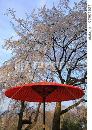 身延のしだれ桜 身延のしだれ桜 97905627