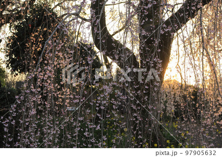 身延のしだれ桜 身延のしだれ桜 97905632